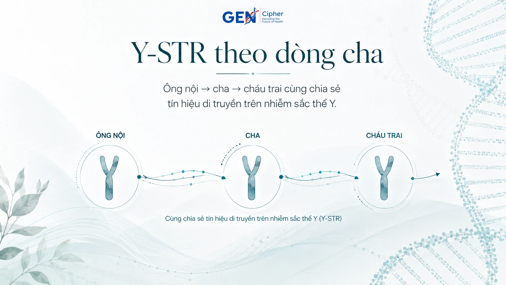 Nhiễm sắc thể Y được truyền theo dòng cha