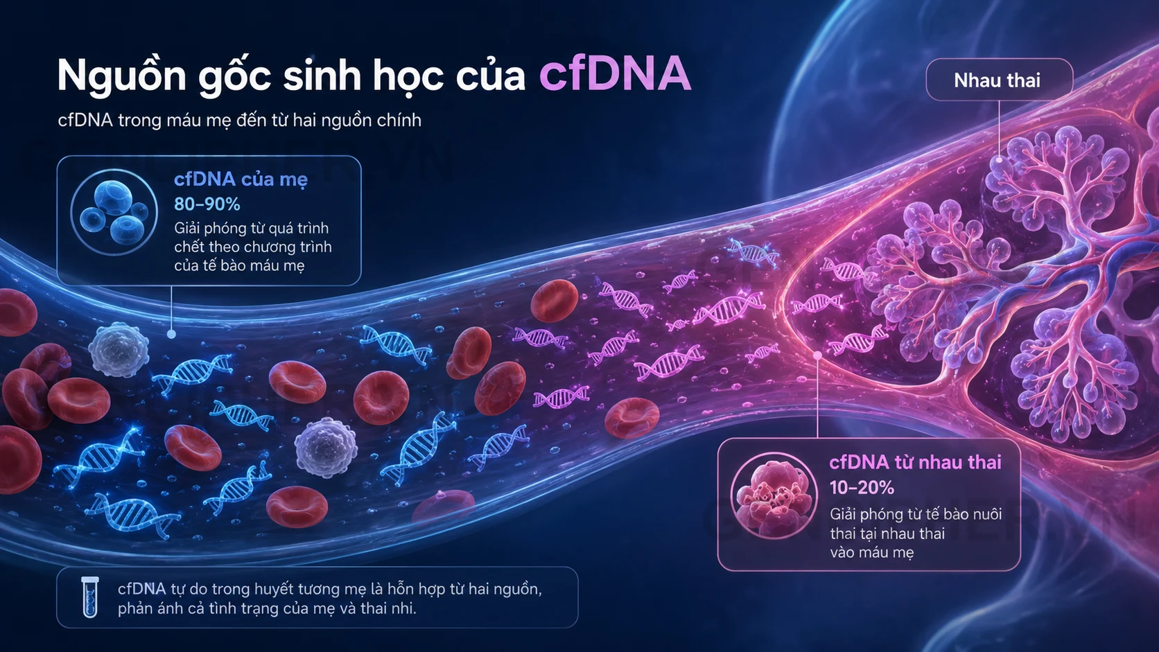 Minh họa 1. Bản chất sinh học của cfDNA trong máu thai phụ