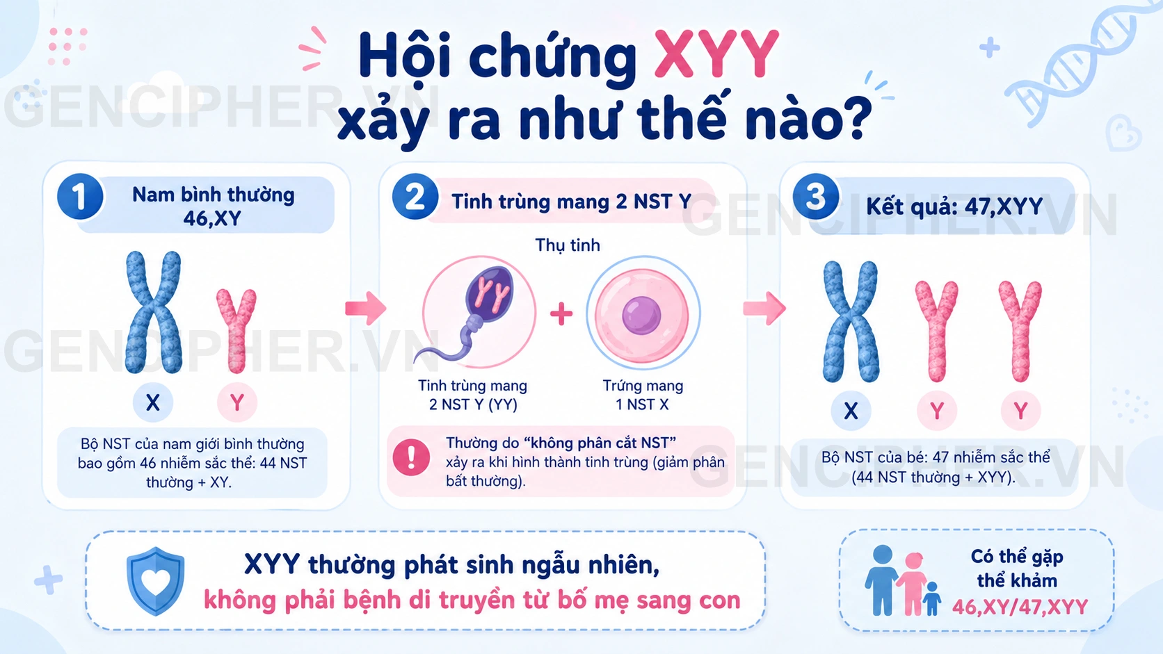 Minh họa Hội chứng XYY xảy ra như thế nào?